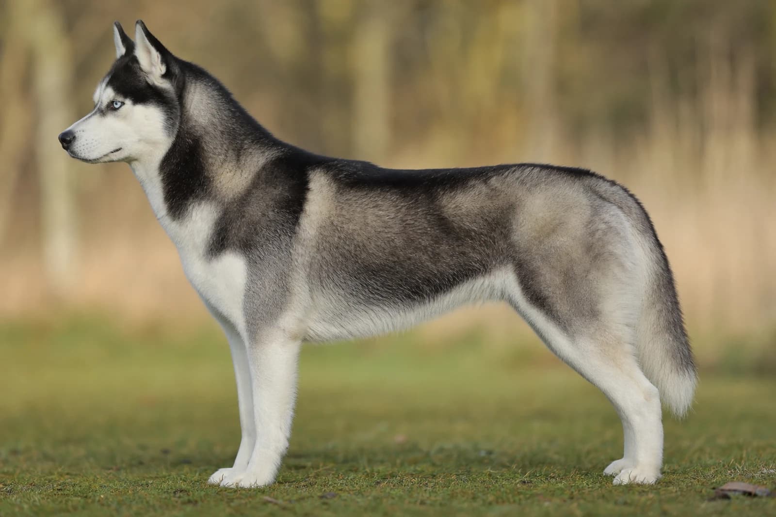 Siberian Husky — Large dog breed