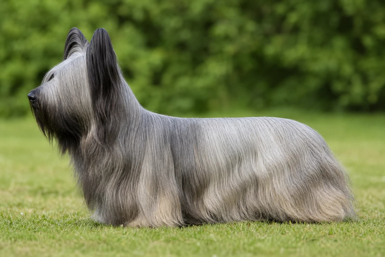 Skye Terrier — Small dog breed