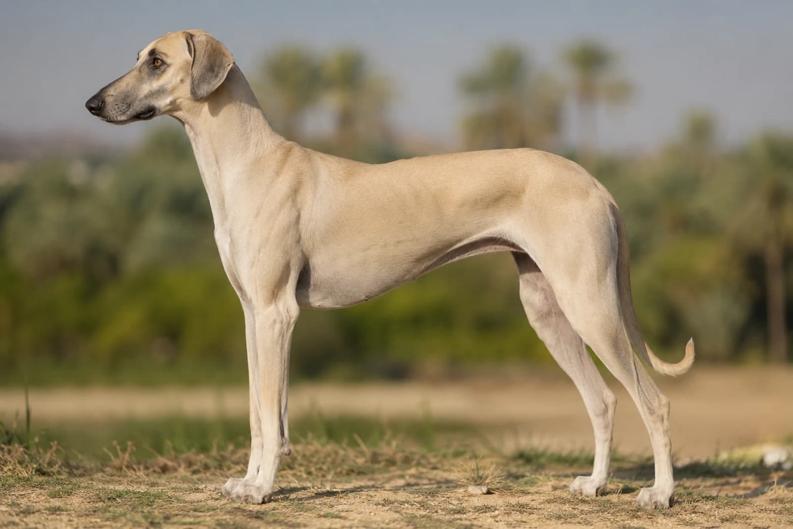 Sloughi — Giant dog breed