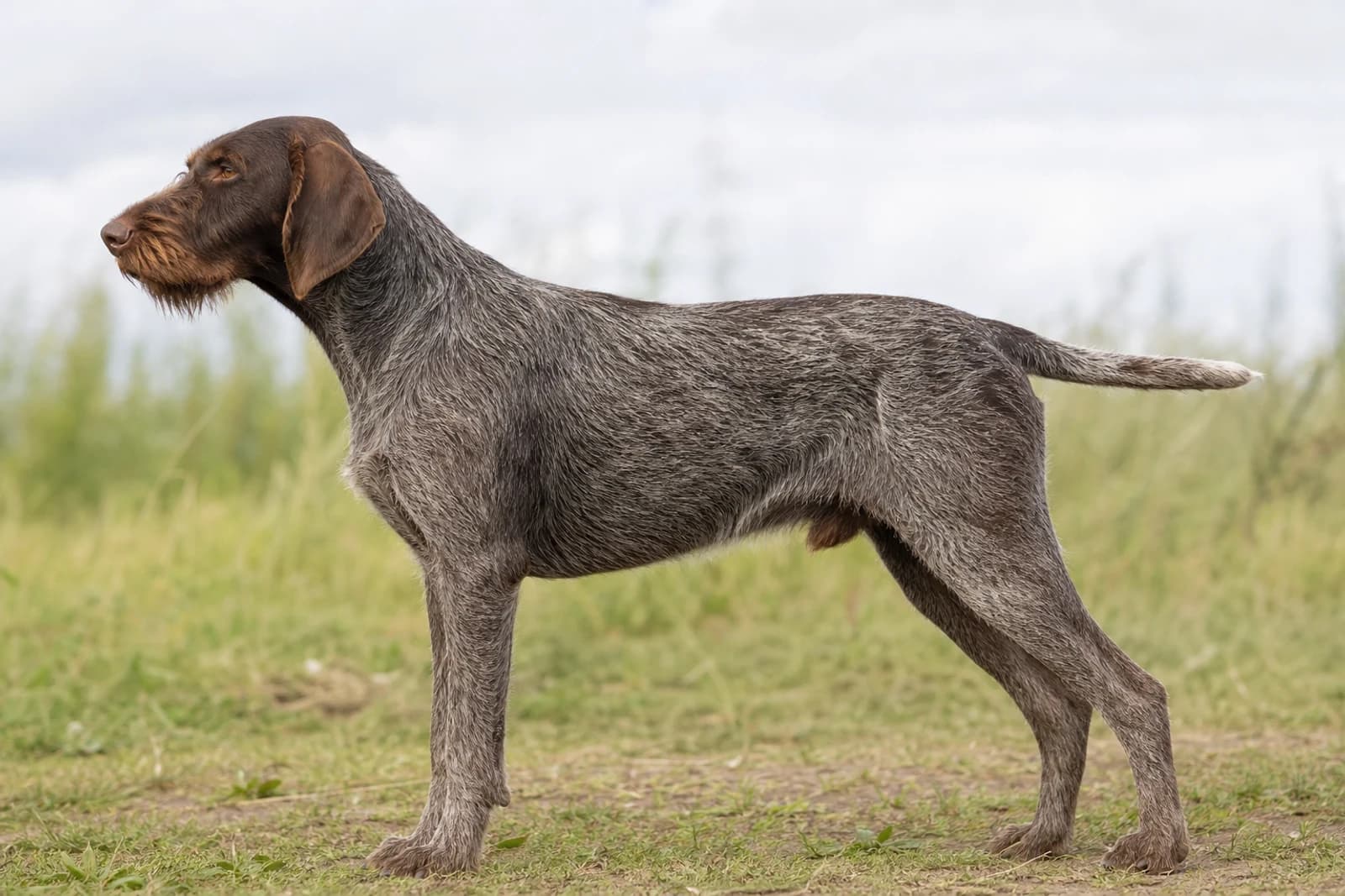 Slovakian Rough-haired Pointer — Giant dog breed
