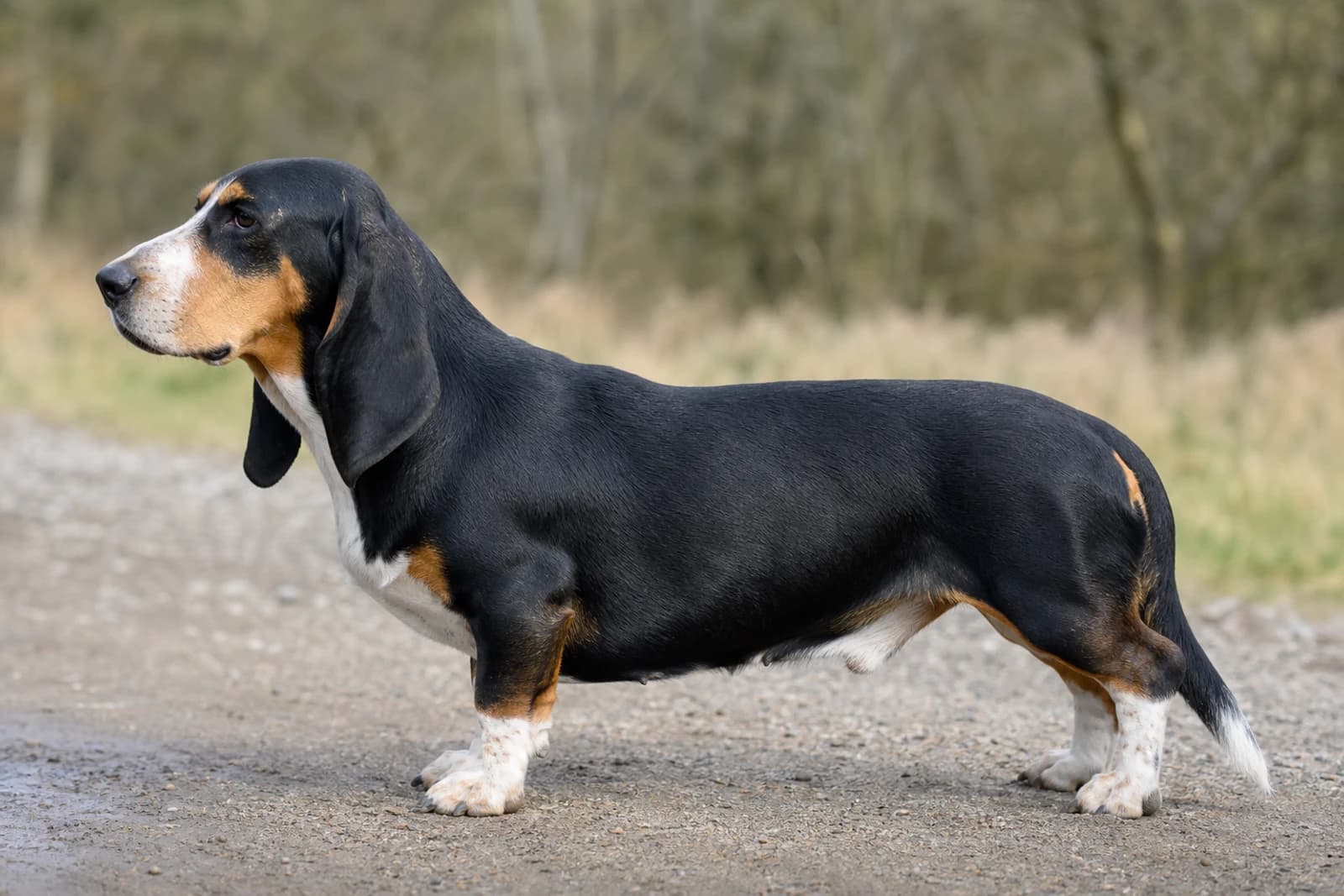 Small Swiss Hound — Medium dog breed