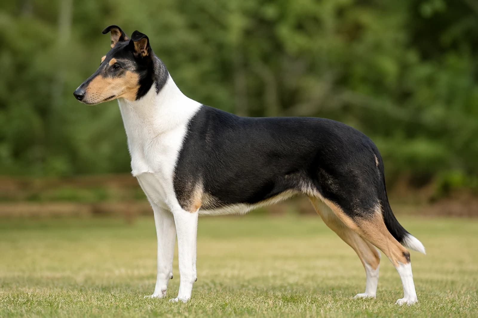 Smooth Collie — Large dog breed