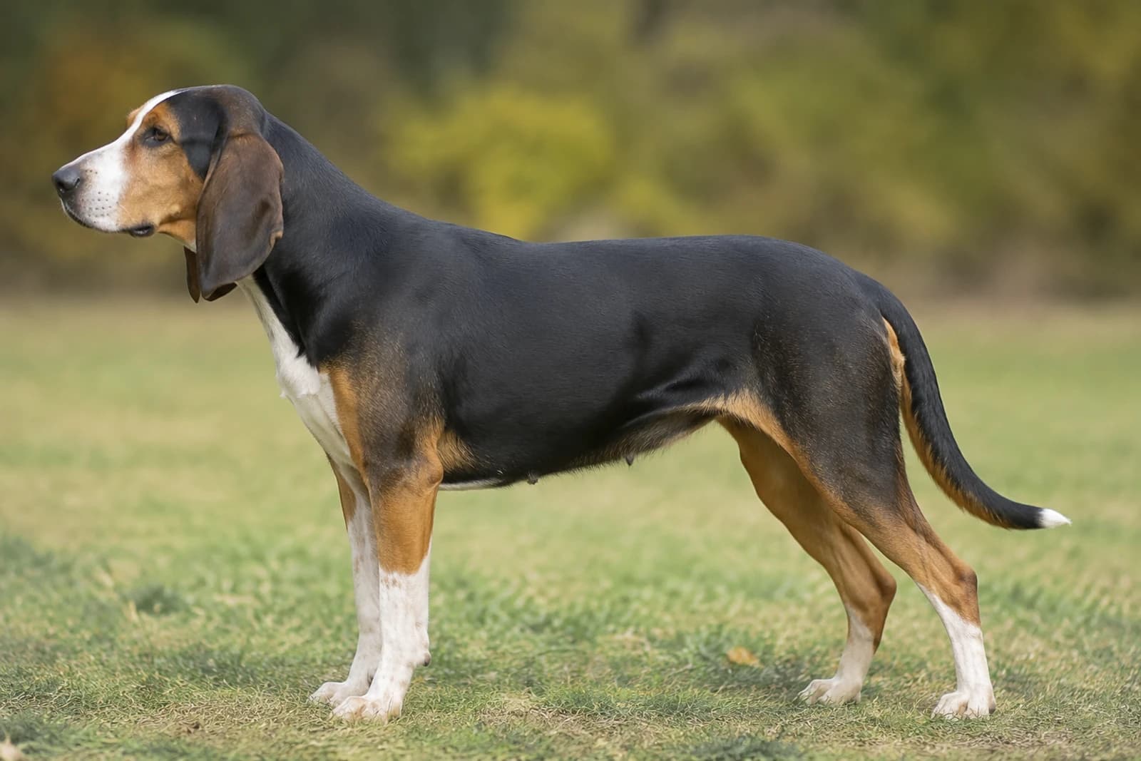 St. Hubert Jura Hound — Large dog breed