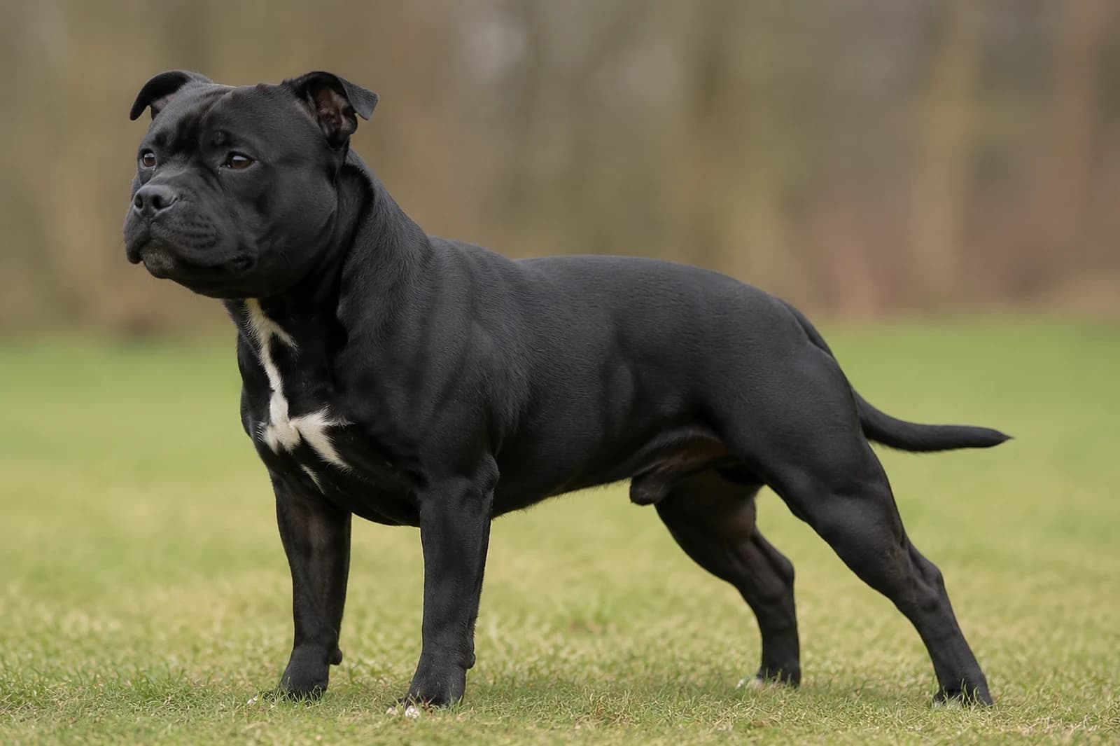 Staffordshire Bull Terrier — Medium dog breed