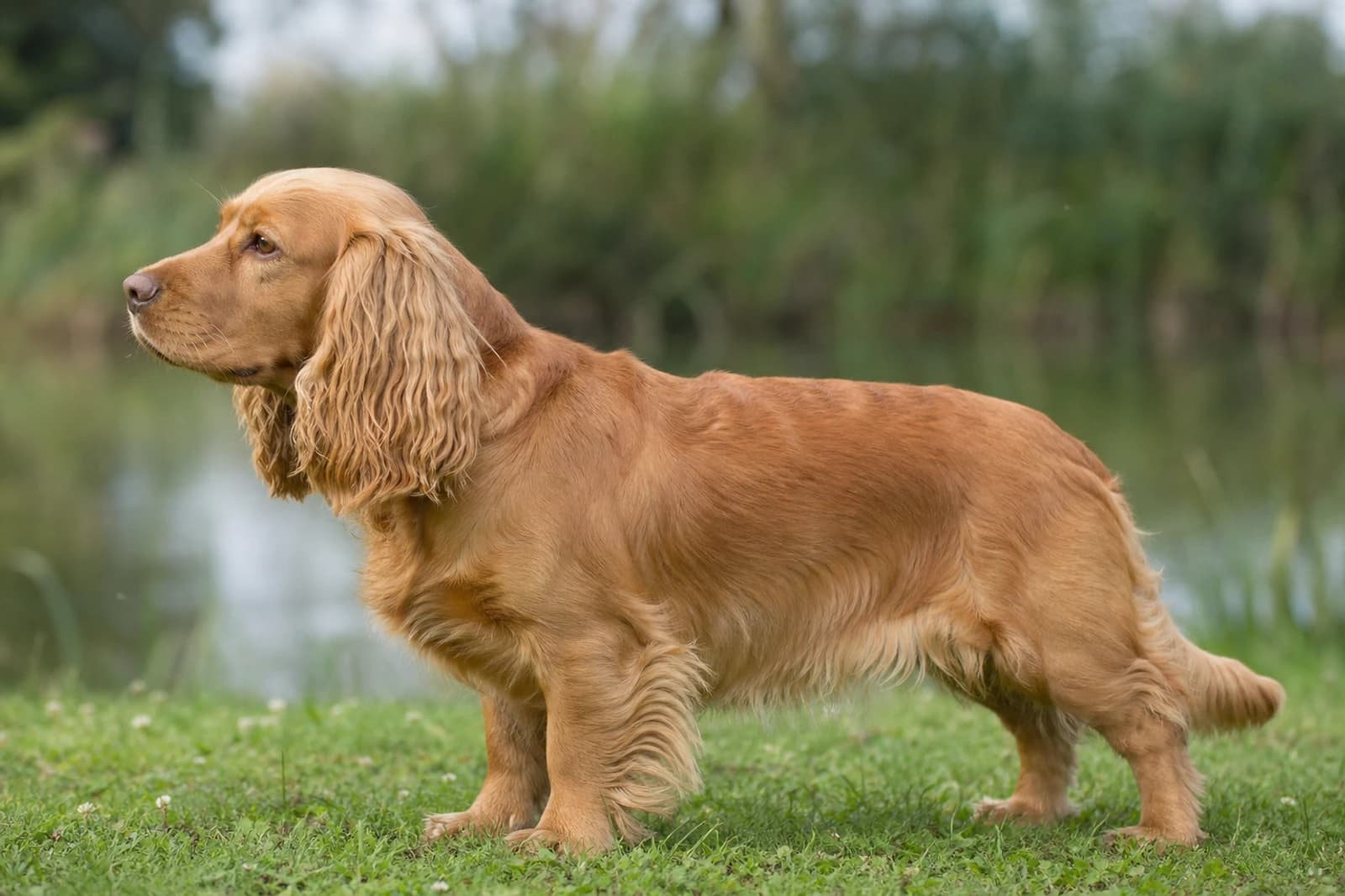 Sussex Spaniel — Medium dog breed