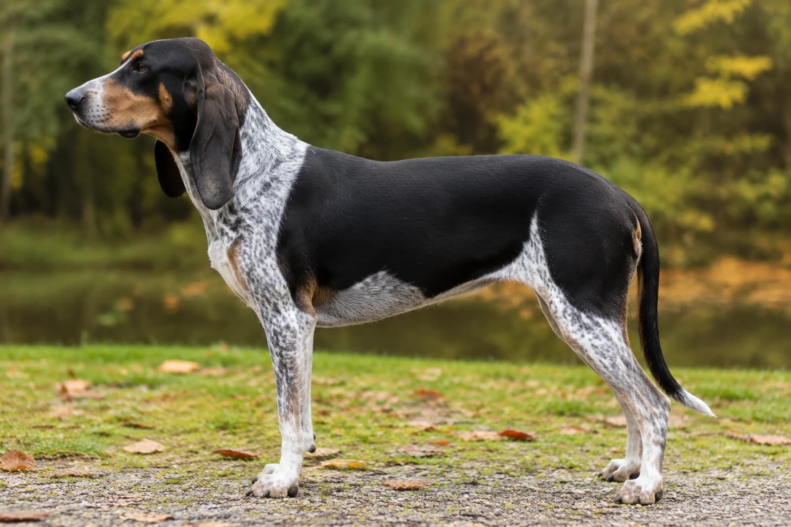 Swiss Hound — Large dog breed
