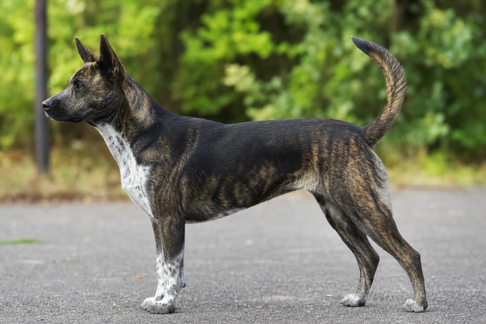 Taiwan Dog — Large dog breed