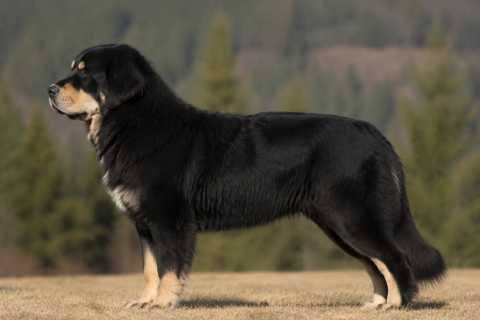 Tatra Shepherd Dog — Giant dog breed