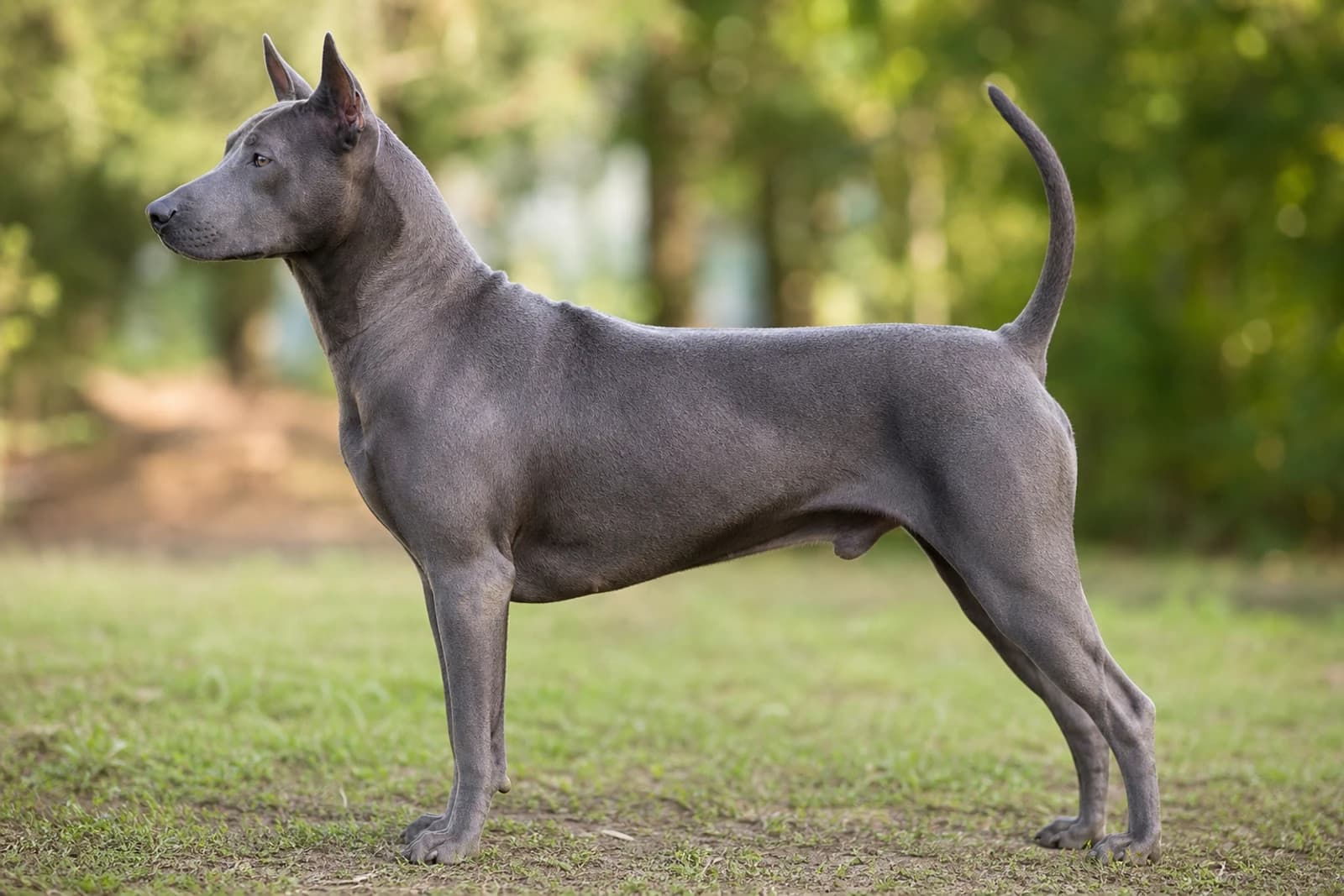Thai Ridgeback — Large dog breed