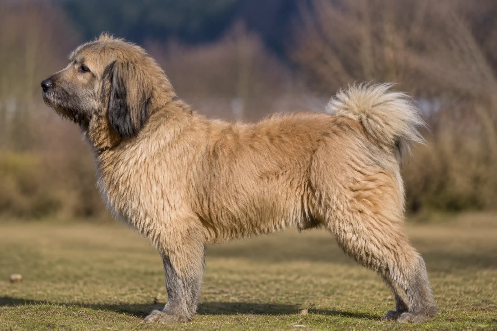 Tibetan Kyi Apso — Giant dog breed