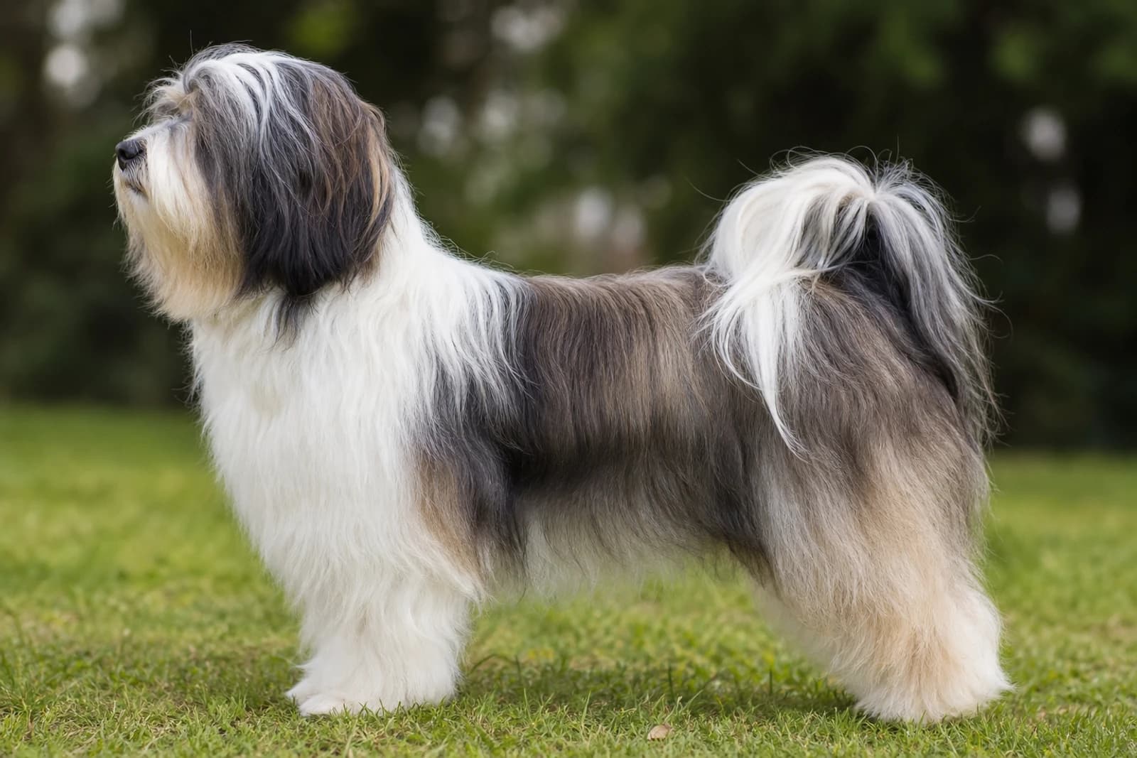 Tibetan Terrier — Medium dog breed