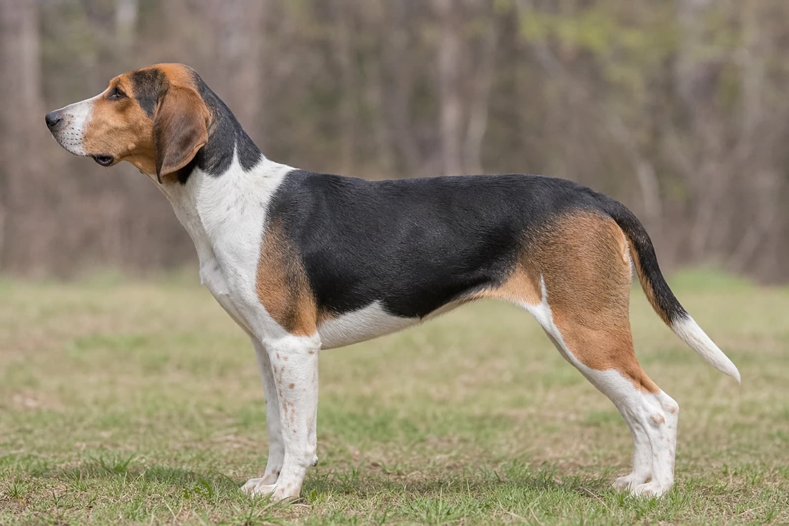Treeing Walker Coonhound — Giant dog breed