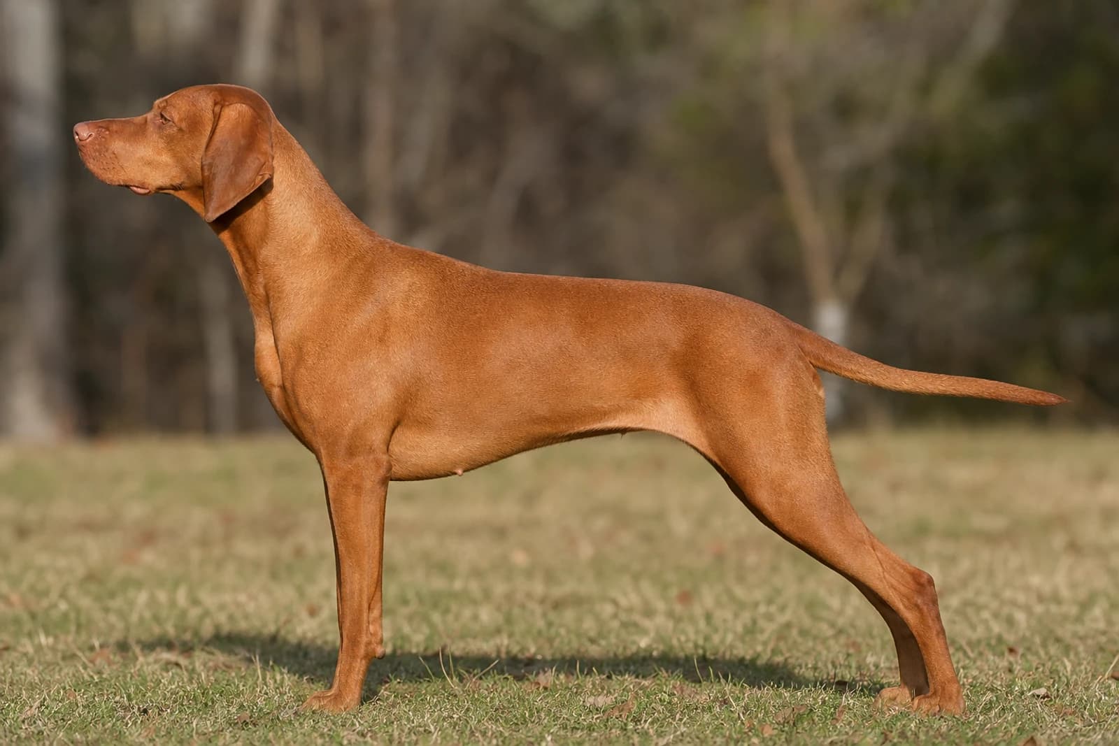 Vizsla — Large dog breed