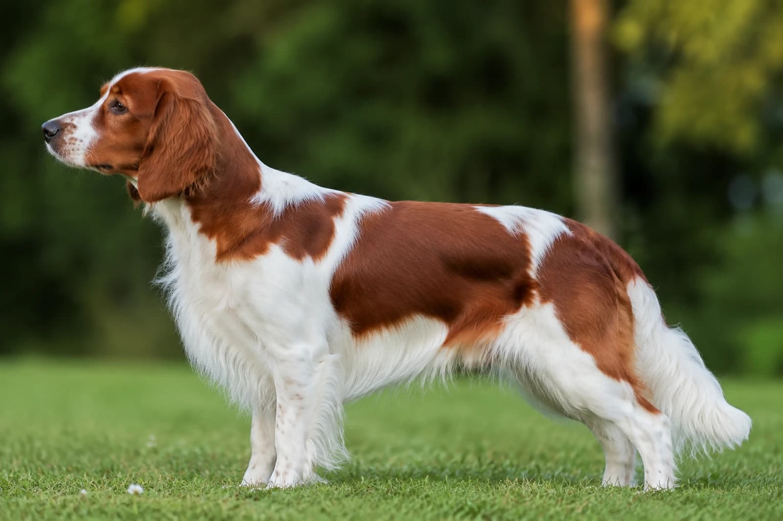 Welsh Springer Spaniel — Medium dog breed