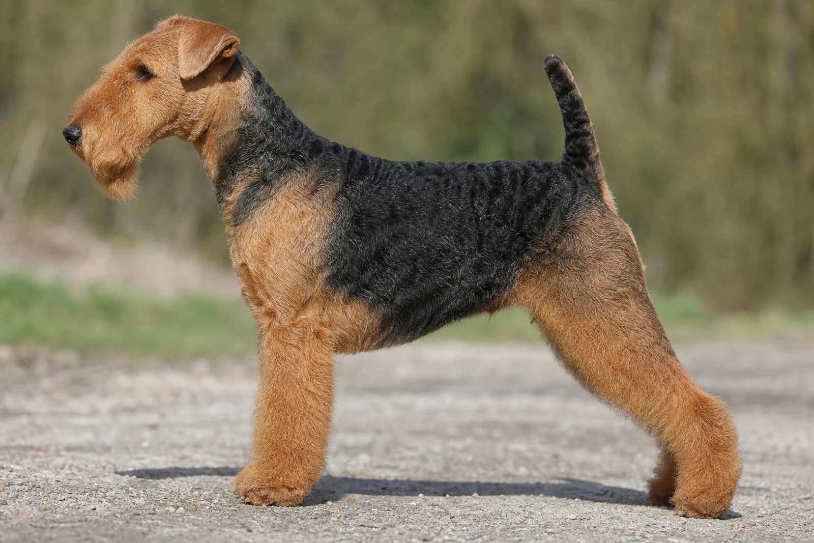 Welsh Terrier — Medium dog breed