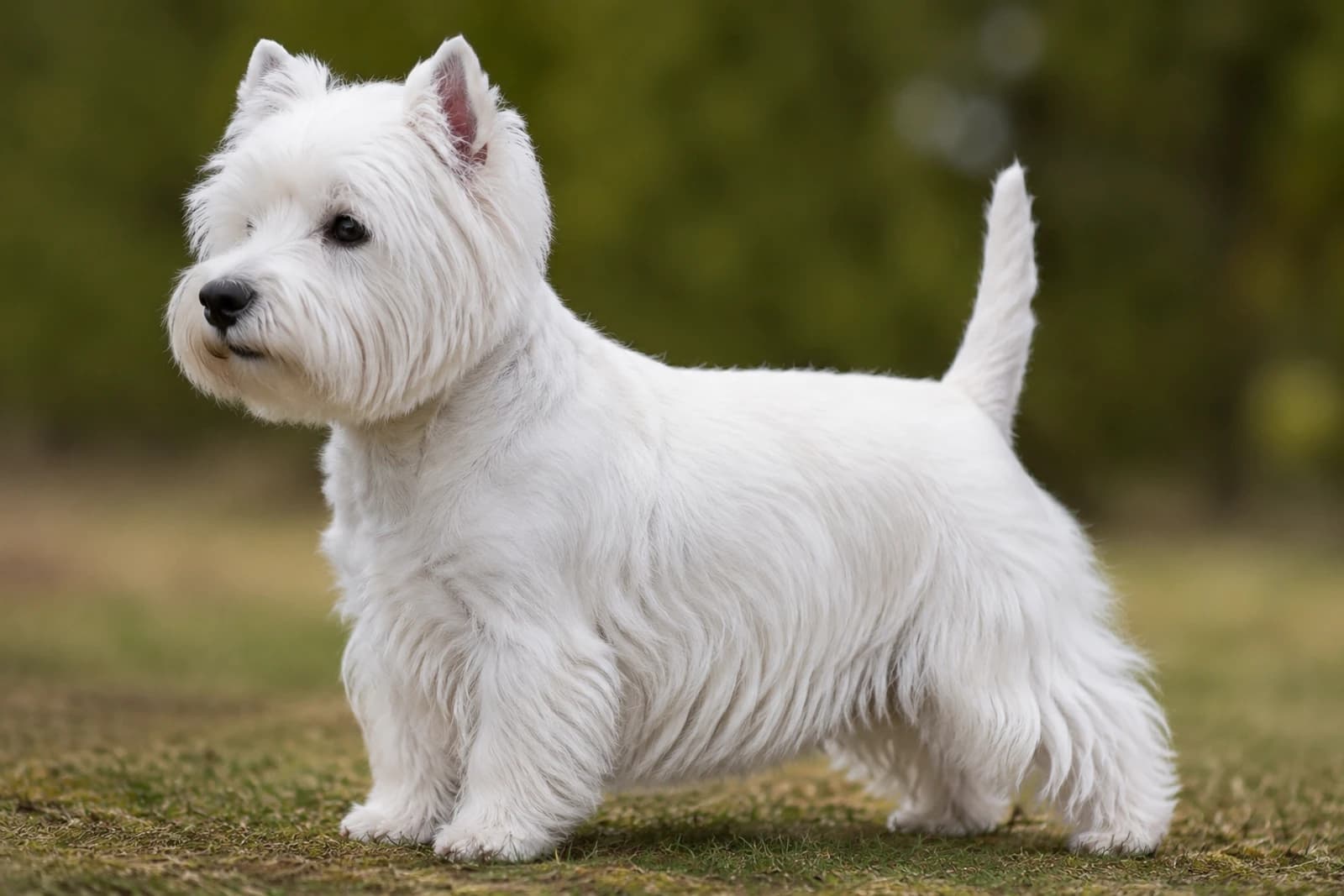 West Highland White Terrier — Small dog breed