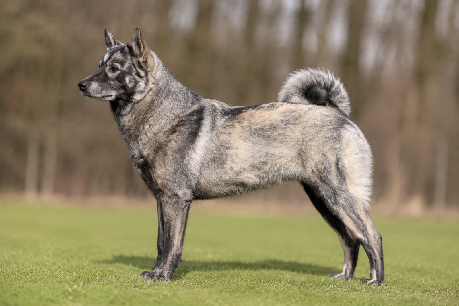West Siberian Laika — Large dog breed