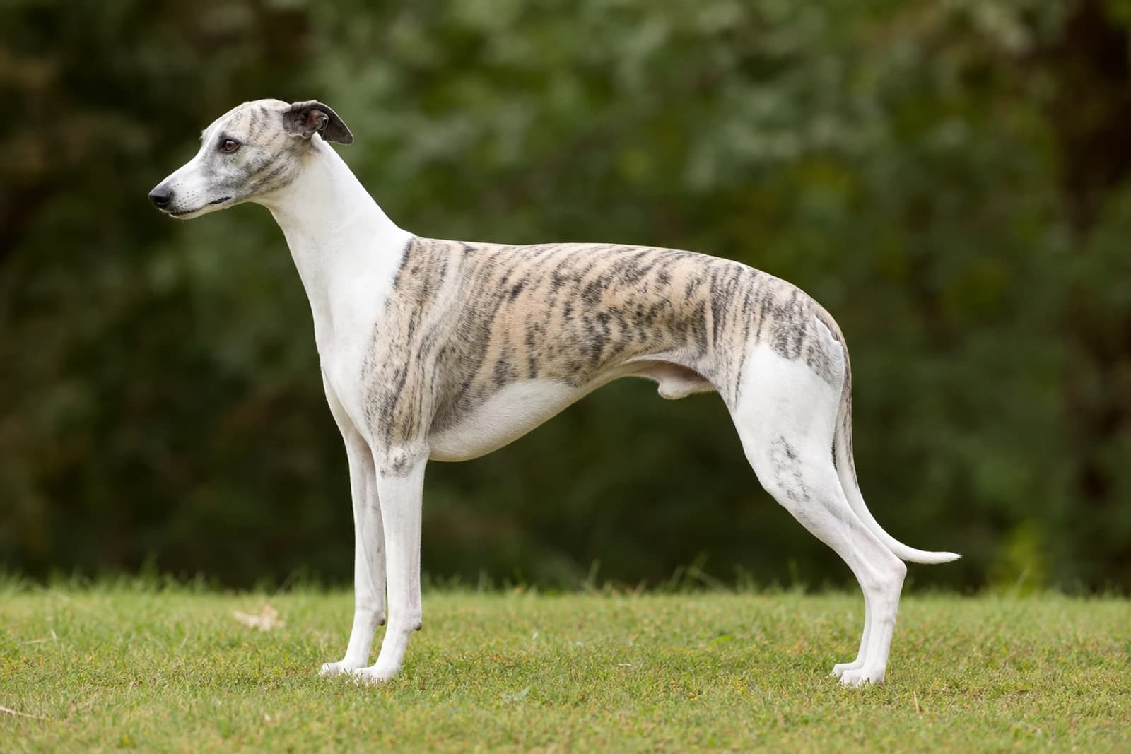 Whippet — Large dog breed