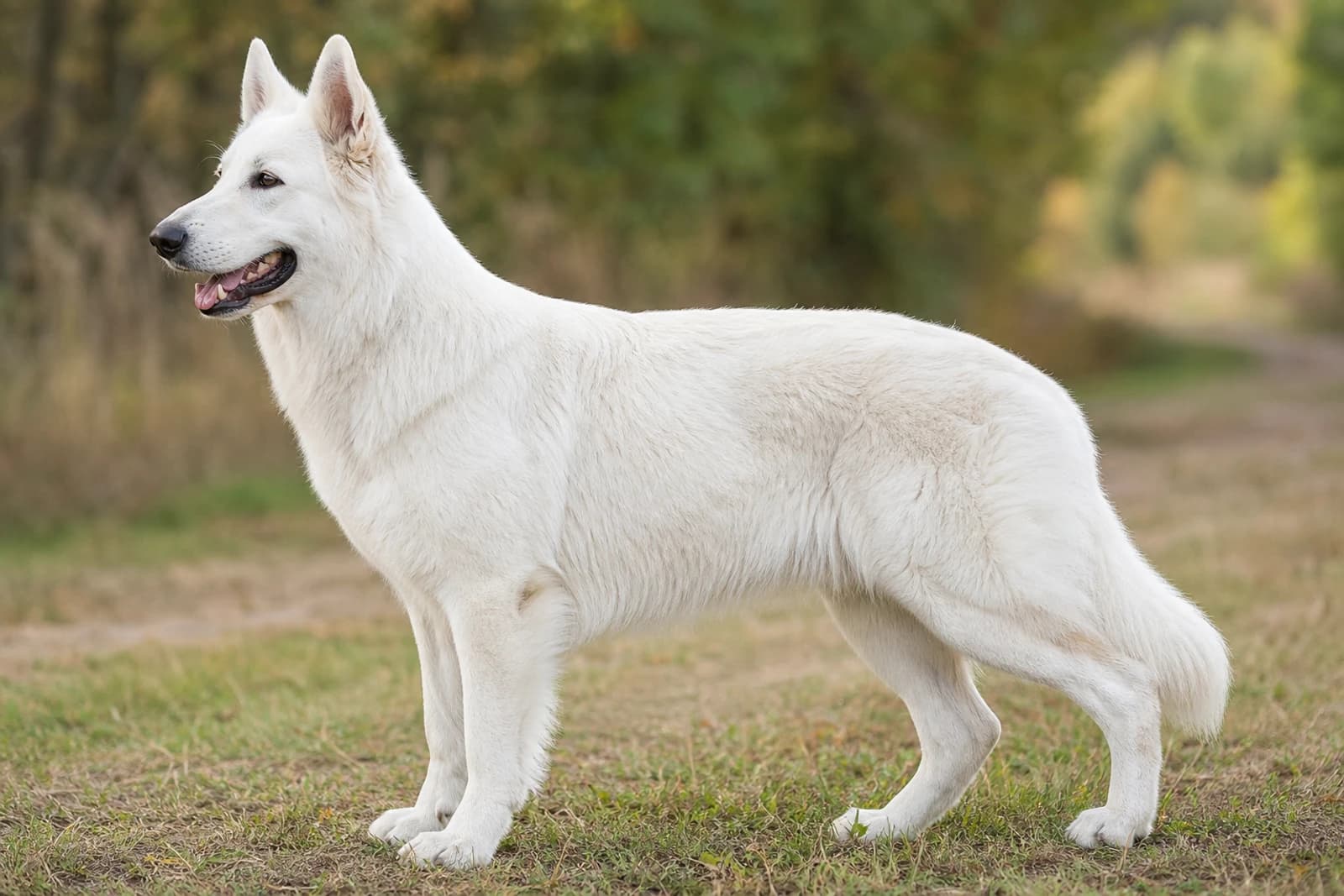 White Swiss Shepherd Dog — Giant dog breed